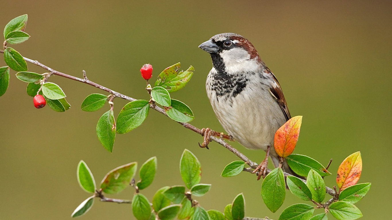 Sparrows HD Wallpapers | Volganga