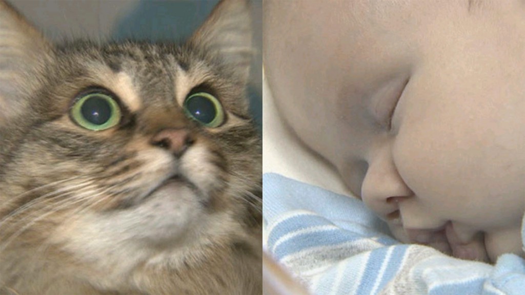 Cat Masha rescues an abandoned baby