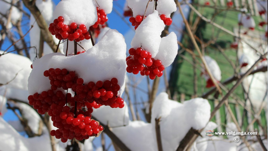 winter_berry