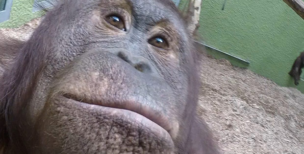 Orangutans shoot a video and make selfie in Blackpool zoo