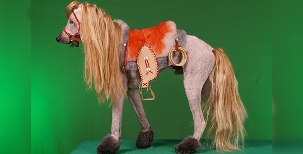 awful dog horse-like hairstyle