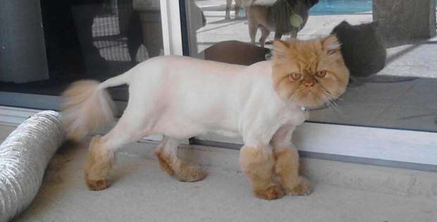 awful cat haircut
