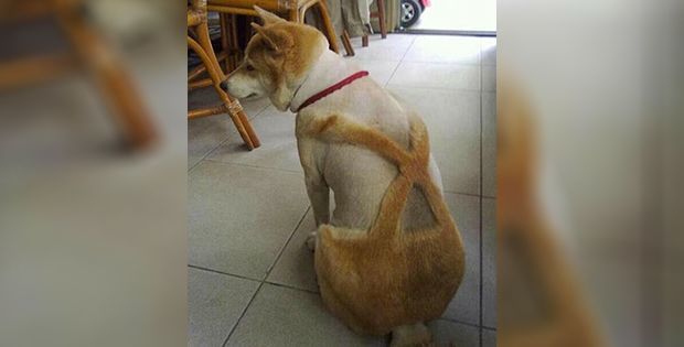 Awful dog haircut