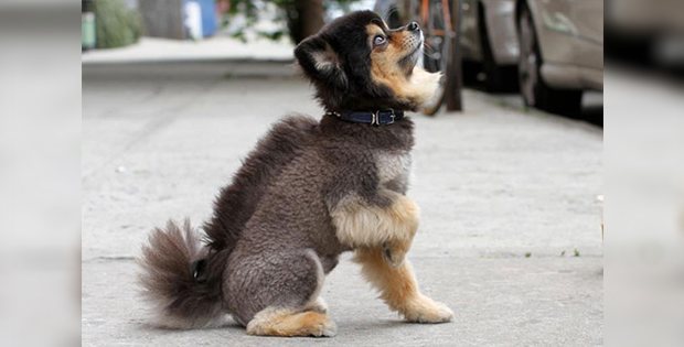 hilarious dog hairstyle
