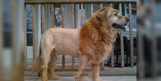lion-like dog haircut