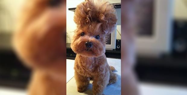 hilarious dog haircut