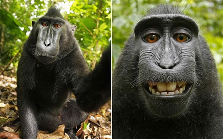 The monkey stole camera from David Slater and made selfie