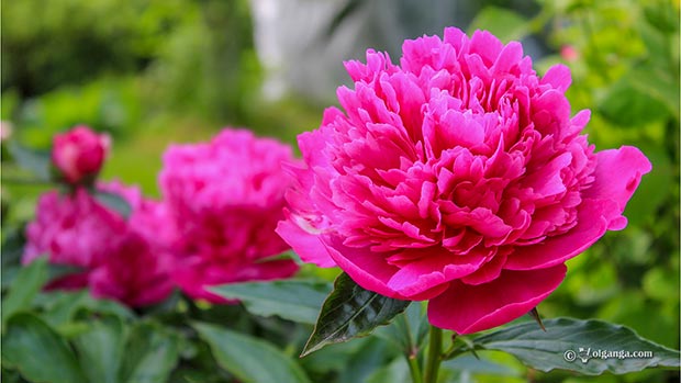 Awesome garden flowers (exclusive HD wallpapers)