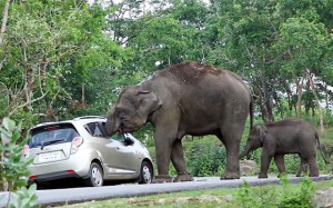 Elephant steals a bag from the tourists' car