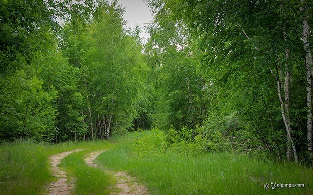Generous Russian Nature HD wallpapers. Green trail