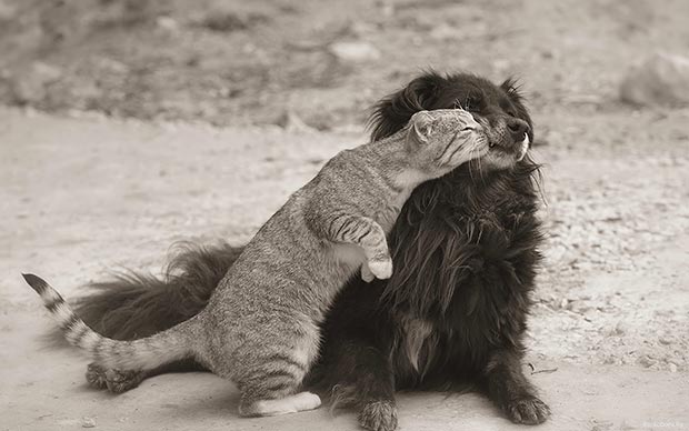 Wild life kiss: cat and dog