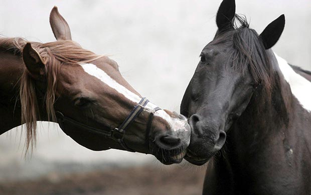 Wild life kiss: horses