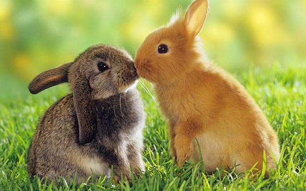 Wild life kiss: rabbits