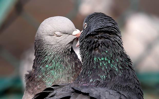 Wild life kiss: pigeons