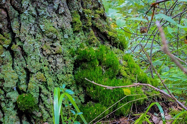 Soft moss on the tree foot