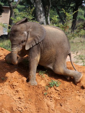 Moyo the baby elephant