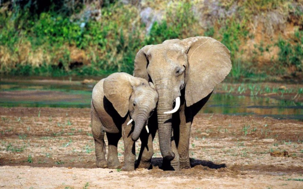 Mom and baby elephants