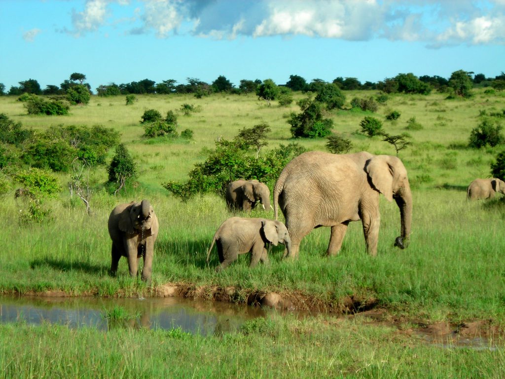 Wild elephants in Kenya
