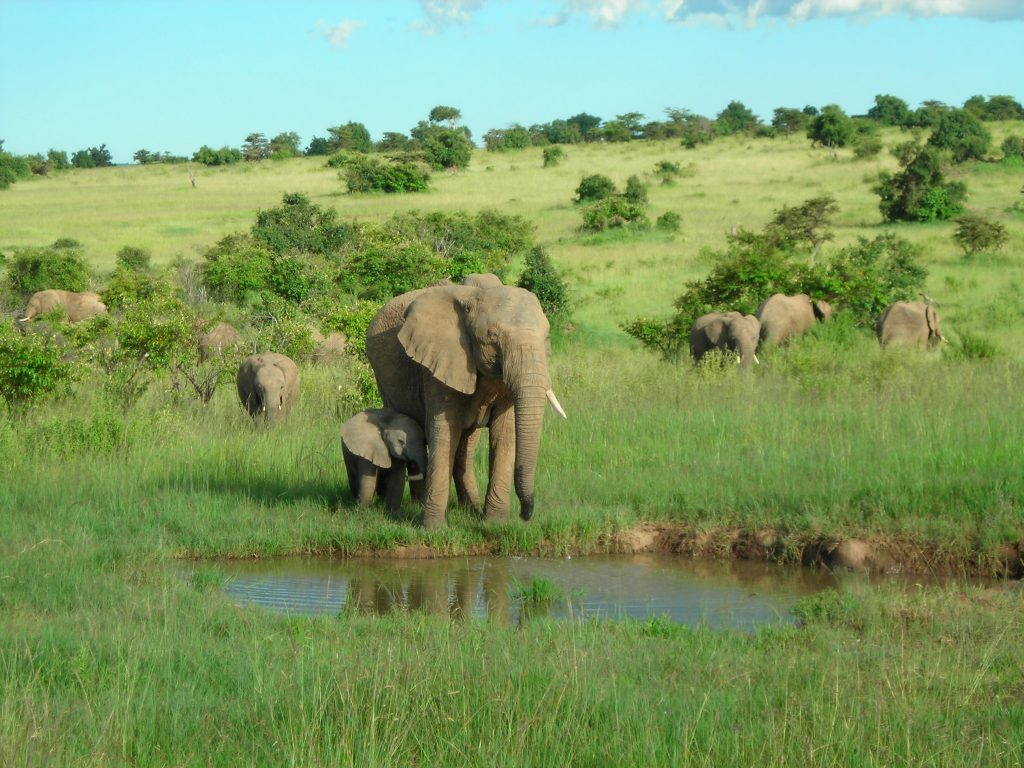 Herd of elephants at the watering, Kenya