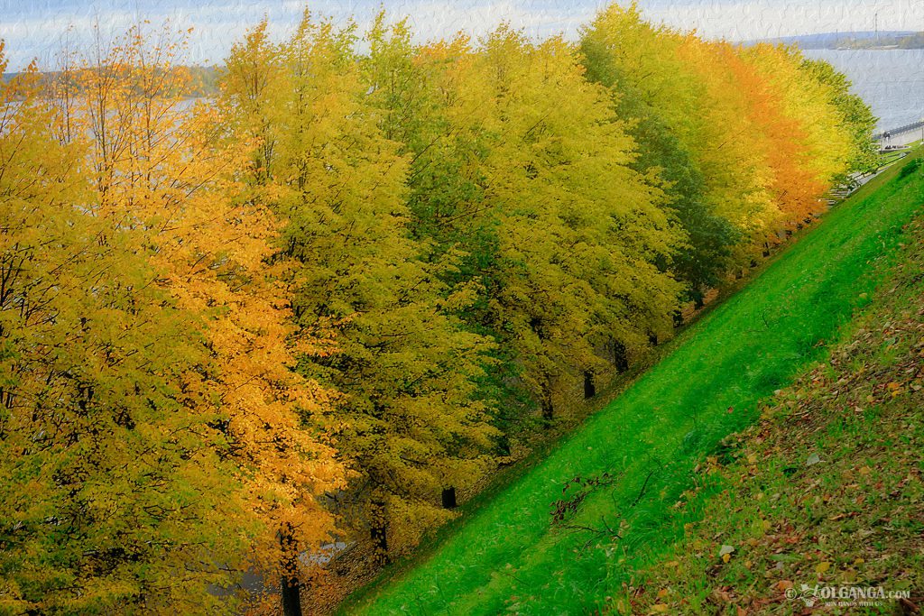 Golden trees in autumn, Yaroslavl 2016