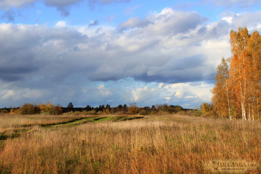 Golden field. Autumn in Russia 2016