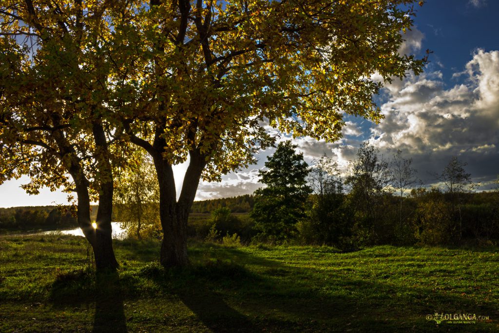 Golden trees in autumn. Russia 2016