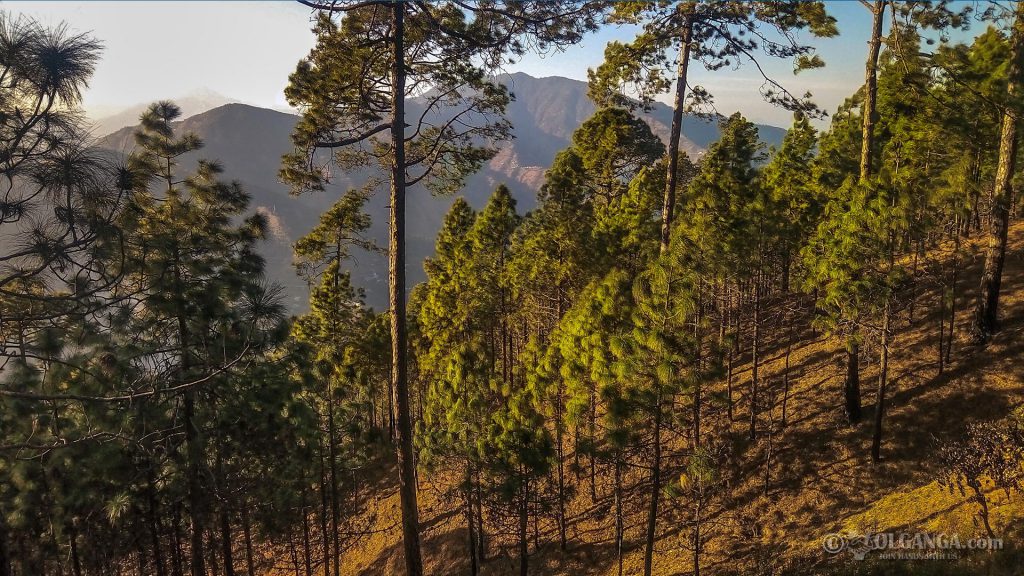 Pine trees on the way to Tehri, Uttarakhand (India)