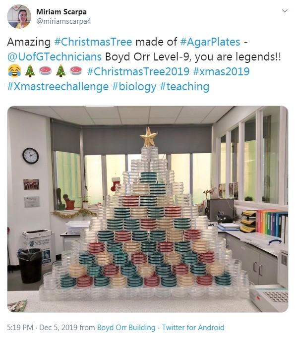 Agar plate Christmas tree