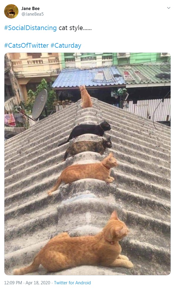 Cats following social dintancing rule