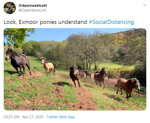 Social horse-tancing