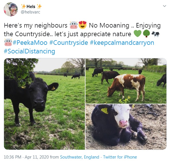 Farm cows observing social distancing
