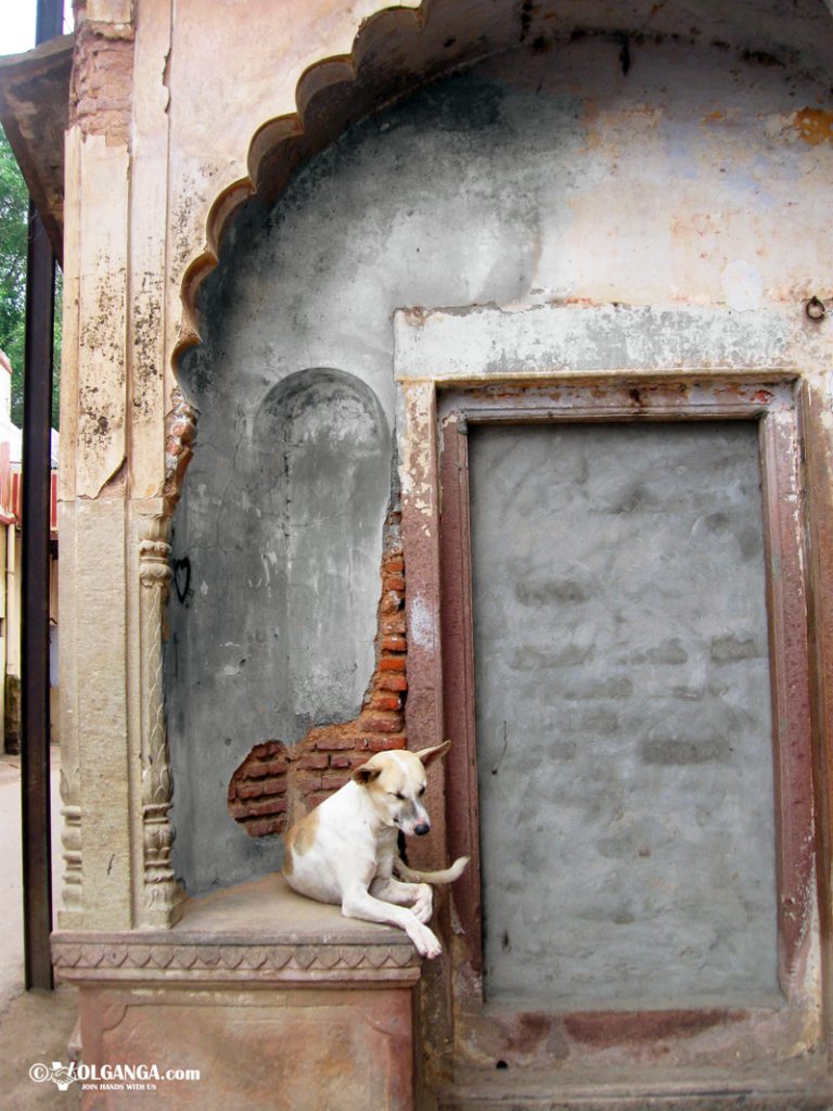 Sleepy dog in Varanasi lane