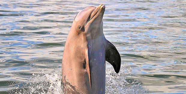 dancing dolphin