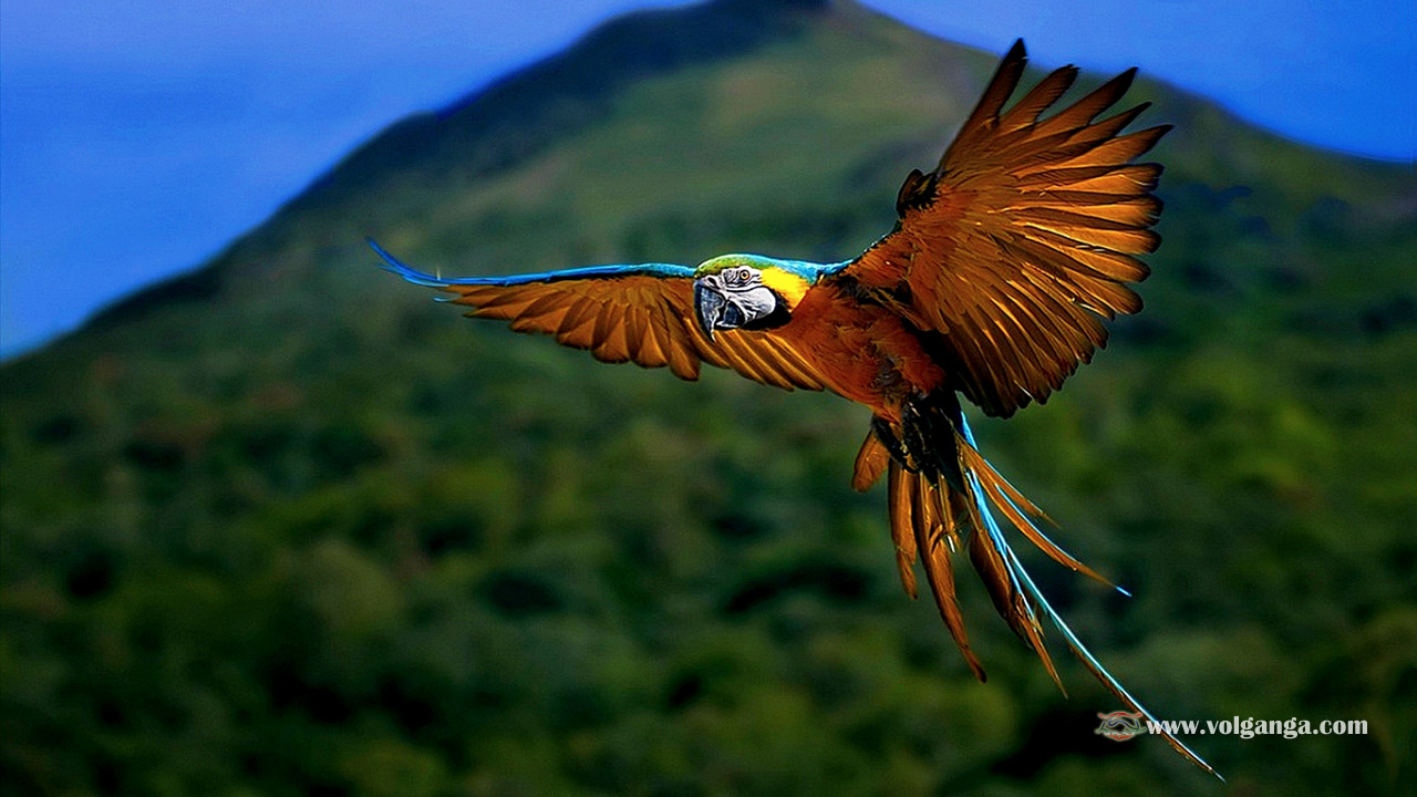 Beautiful flying parrot