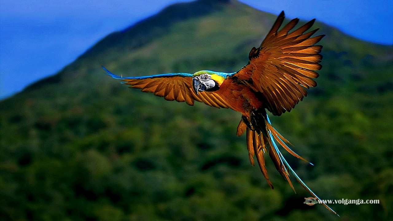 beautiful birds wallpapers hd