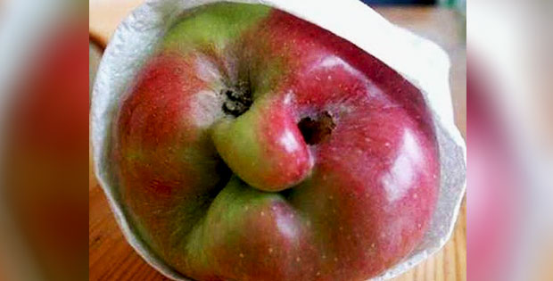 granny-face-shaped-apple