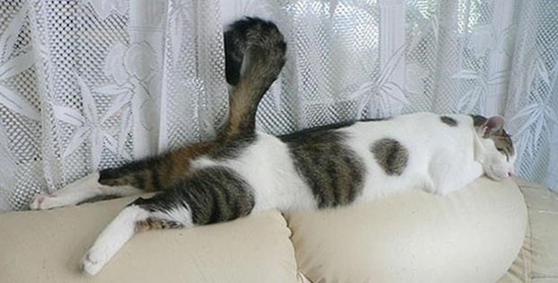 big cat sleeping on sofa