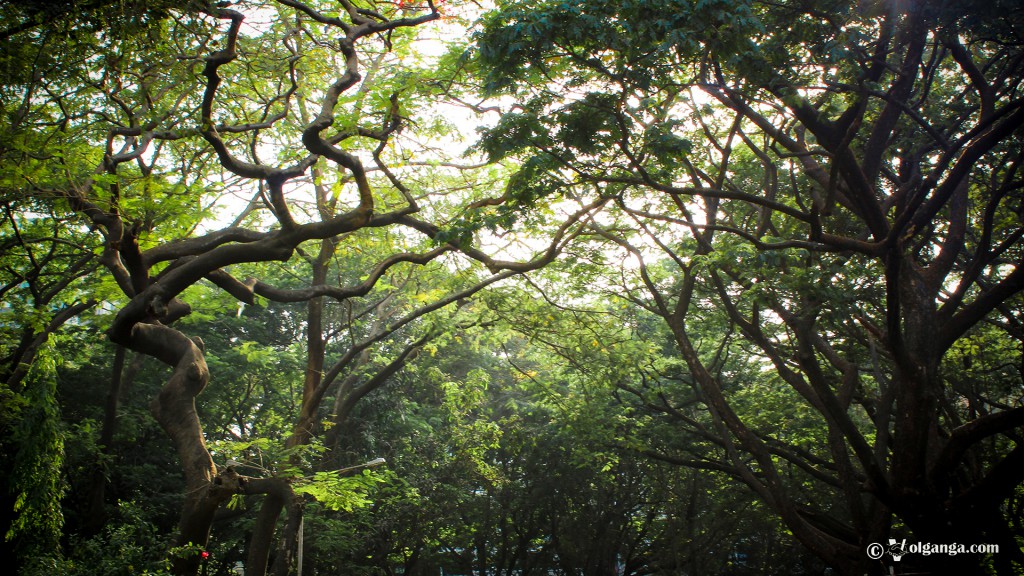 Sanjay Gandhi National Park in Mumbai (HD Wallpapers) - VolGanga