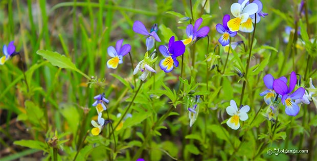 Cute wild flowers of Russia (exclusive HD wallpapers)