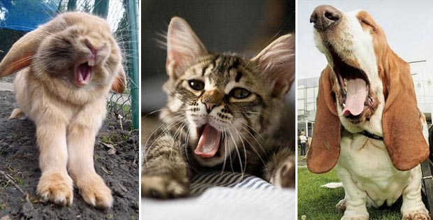 Cutest yawning animals you've ever seen: it's contagious