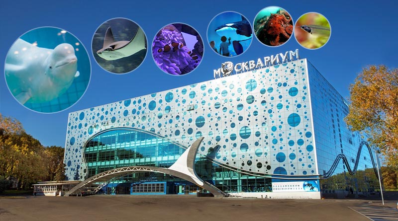 7 reasons to visit Moscow Oceanarium at VDNkh