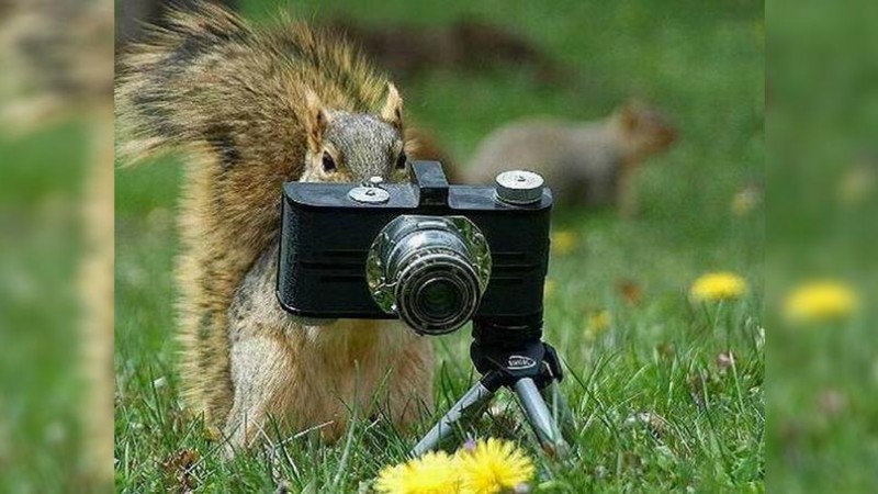 Squirrel taking picture with camera