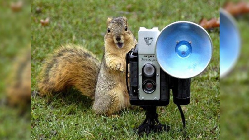 Squirrel and camera