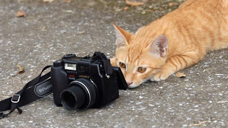 Cat with camera