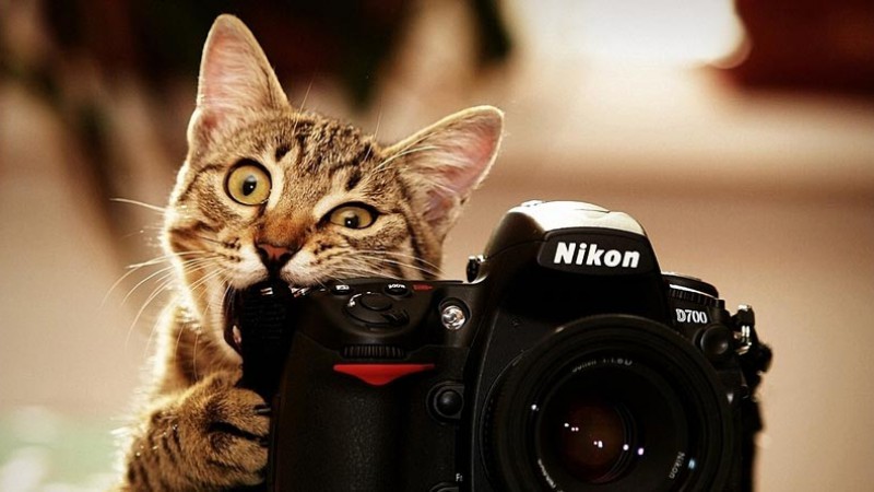 Cat biting camera