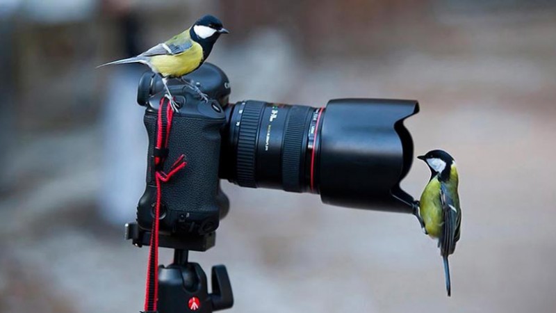 Birds with camera