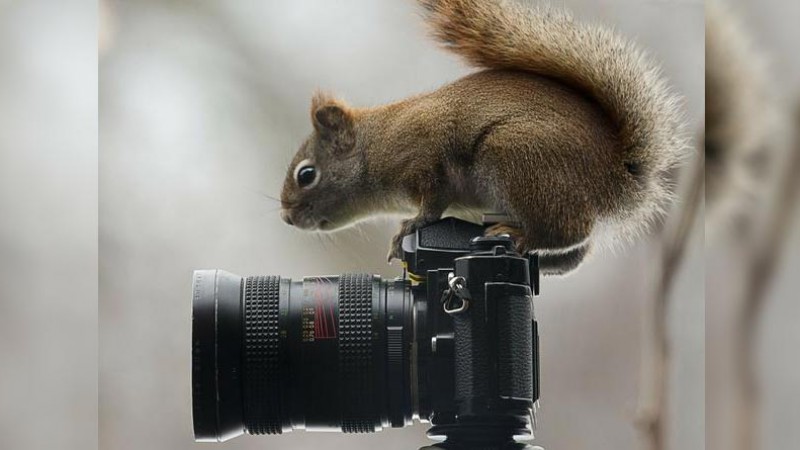 Squirrel on camera