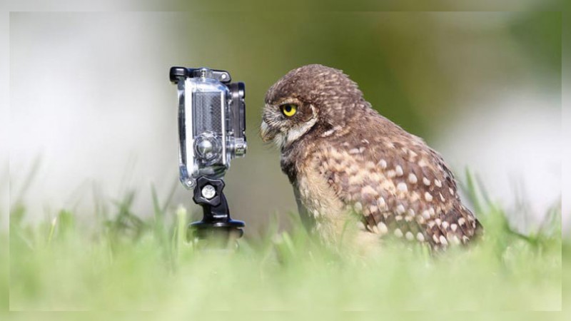 Owl with GoPro camera