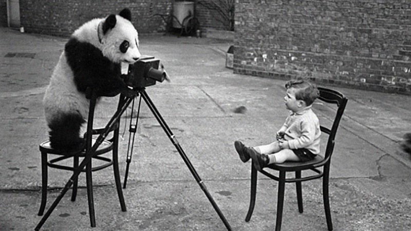 Panda bear taking photo of boy with  camera