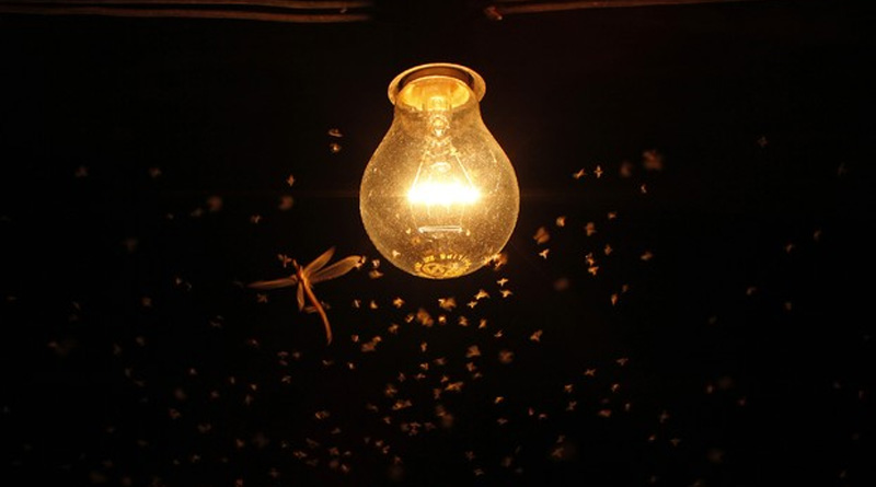 Scientific study reveals which light bulbs attract fewest insects